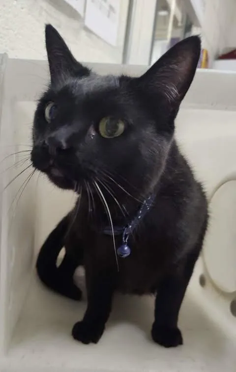 An adult medium-sized male Black Domestic Short Hair cat named Brendan for adoption in Fruit Heights, UT