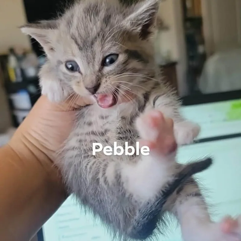 A baby small-sized female Brown / Chocolate Domestic Short Hair cat named Pebble for adoption in Plainfield, IL