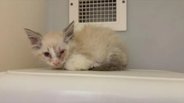 A baby small-sized male Domestic Medium Hair cat named Quesadilla for adoption in Statesville, NC