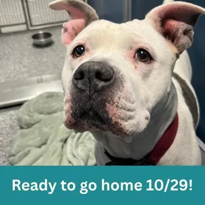 An adult large-sized female White / Cream Mixed Breed dog named Zara for adoption in Dubuque, IA
