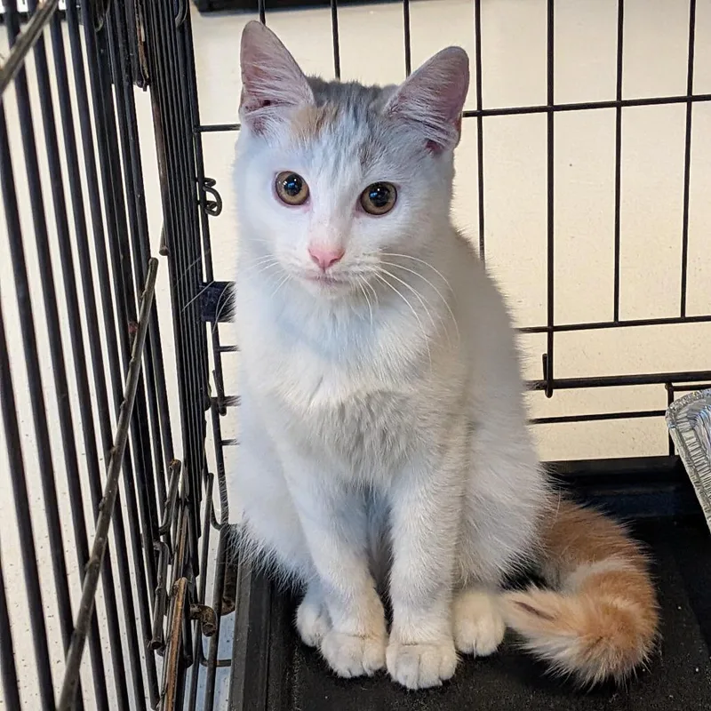 A young small-sized female Buff / Tan / Fawn Domestic Short Hair cat named Pansy for adoption in Huntington, WV