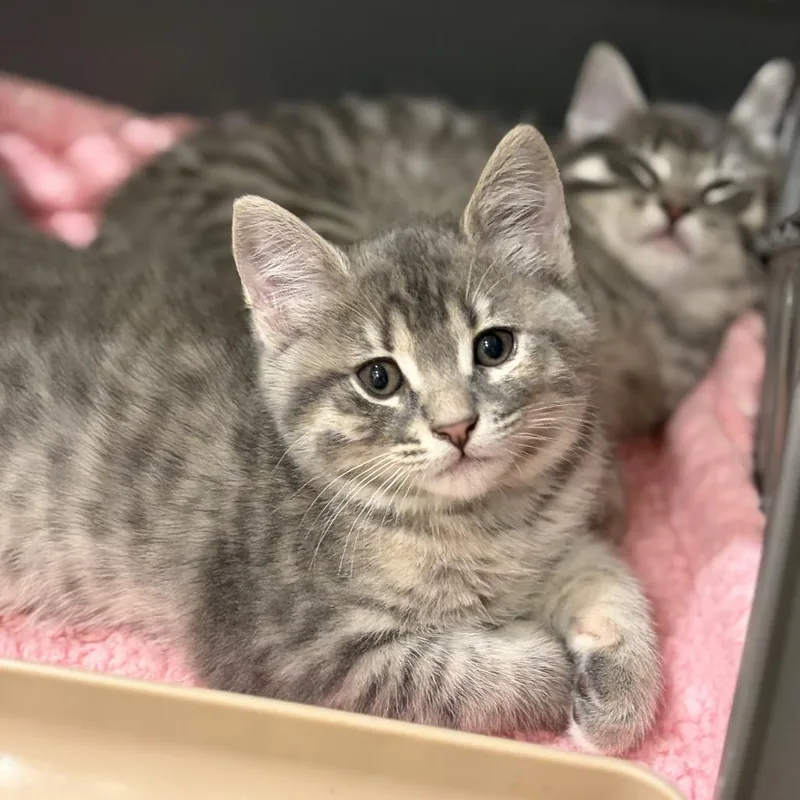 A baby medium-sized female Gray / Blue / Silver Domestic Short Hair cat named Laguna for adoption in Long Beach, CA
