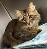 An adult medium-sized female Brown / Chocolate Domestic Medium Hair cat named Lolly for adoption in Joshua, TX