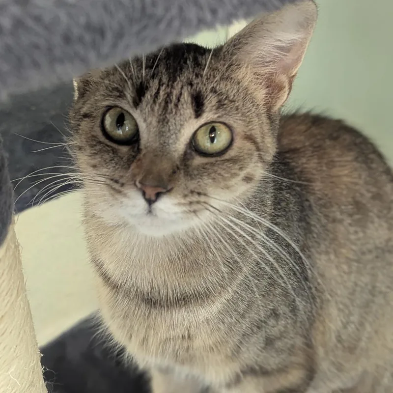 A young medium-sized female Tabby (Brown / Chocolate) Domestic Short Hair cat named Sweet Tea for adoption in Fenton, MI