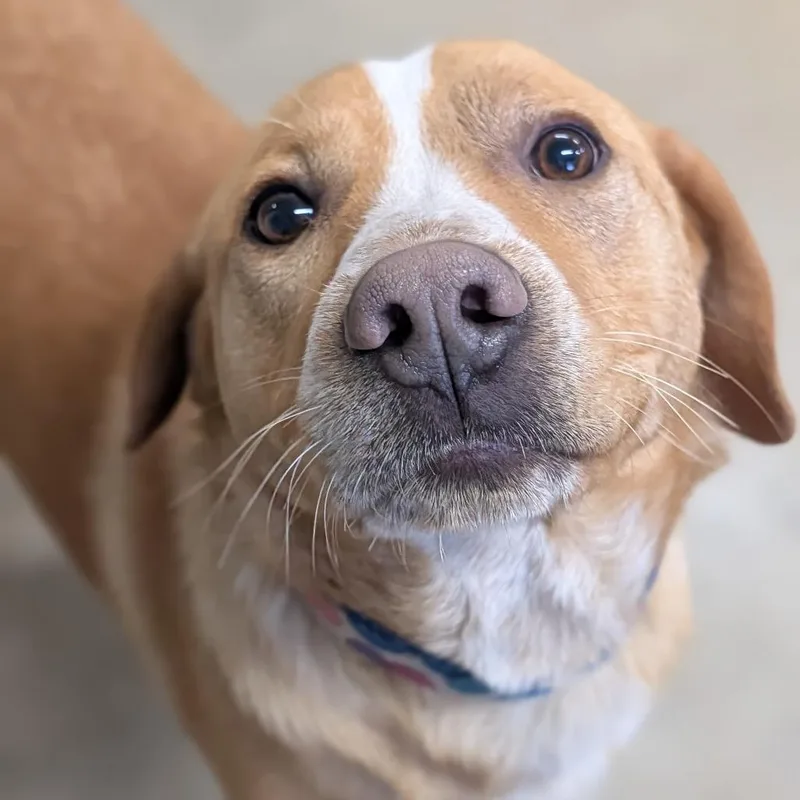 An adult medium-sized female Yellow / Tan / Blond / Fawn Hound dog named Franny for adoption in Jasper, IN
