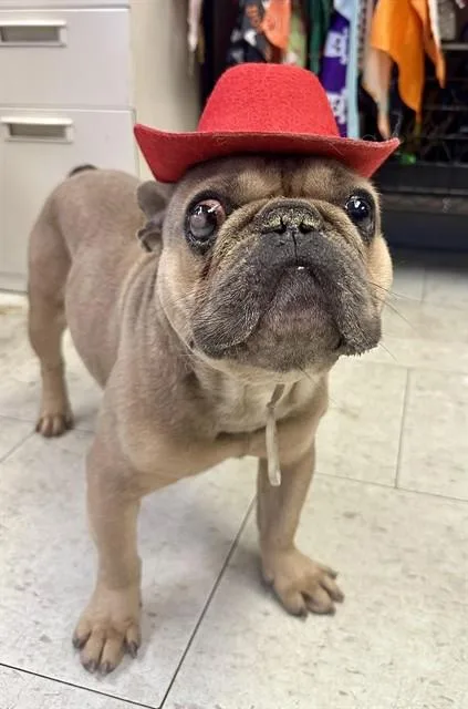 Rollo