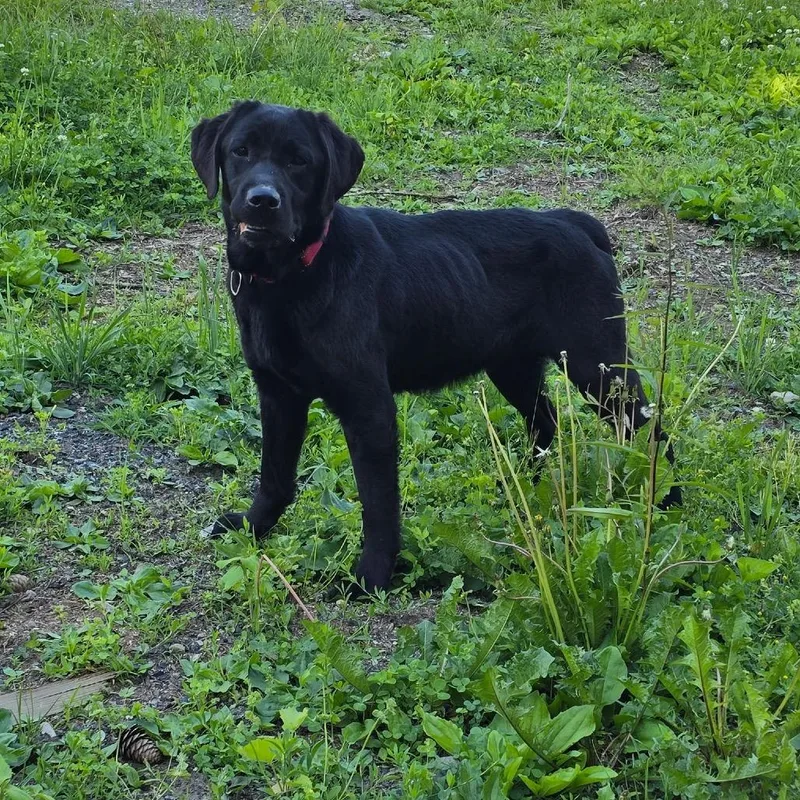 An adult medium-sized female Black Labrador Retriever dog named Redi for adoption in Wappingers Falls, NY