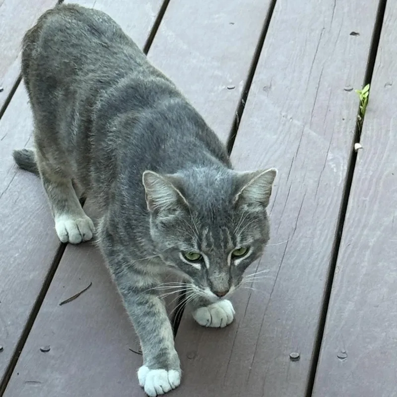 A young small-sized male Gray / Blue / Silver Domestic Short Hair cat named Cameron for adoption in Sonoma, CA