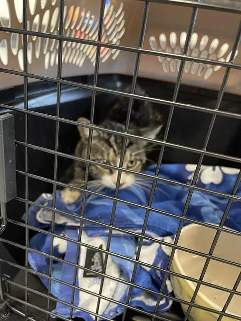 An adult medium-sized male Domestic Short Hair cat named Pancake for adoption in Palmetto, FL