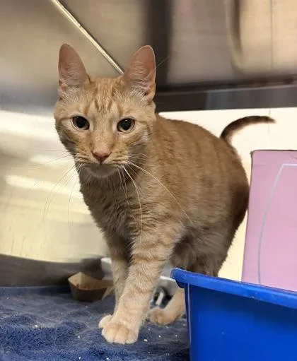An adult small-sized male Domestic Short Hair cat named Dan for adoption in West Chester, PA