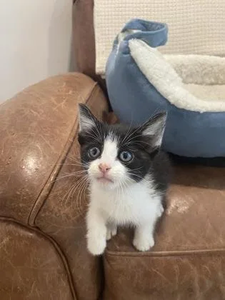 A baby small-sized male Domestic Short Hair cat named Combat Care Bear for adoption in Atlanta, GA