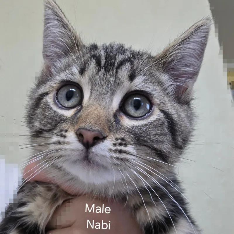 A baby small-sized male Gray / Blue / Silver American Shorthair cat named Nabi for adoption in Klamath Falls, OR