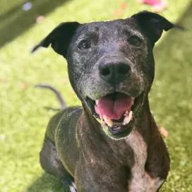 A senior large-sized female Mixed Breed dog named Yzma for adoption in Bangall, NY