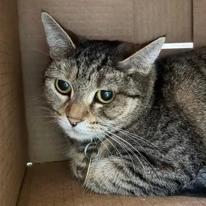 An adult medium-sized female Tabby (Brown / Chocolate) Domestic Short Hair cat named Ember for adoption in Lansing, MI