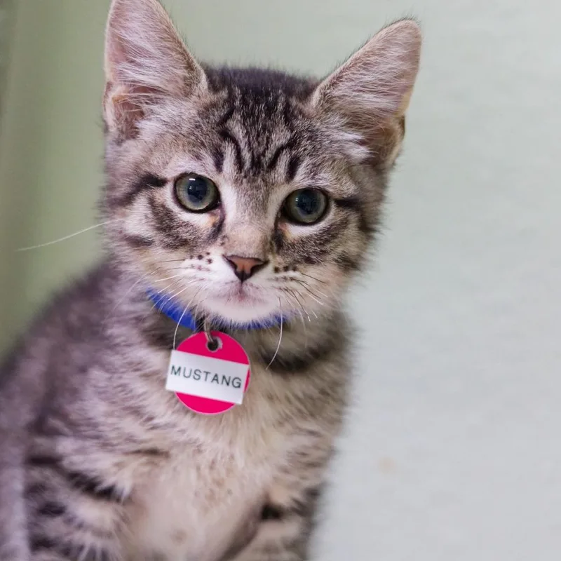 A baby medium-sized male Domestic Short Hair cat named Mustang for adoption in Hot Springs, AR