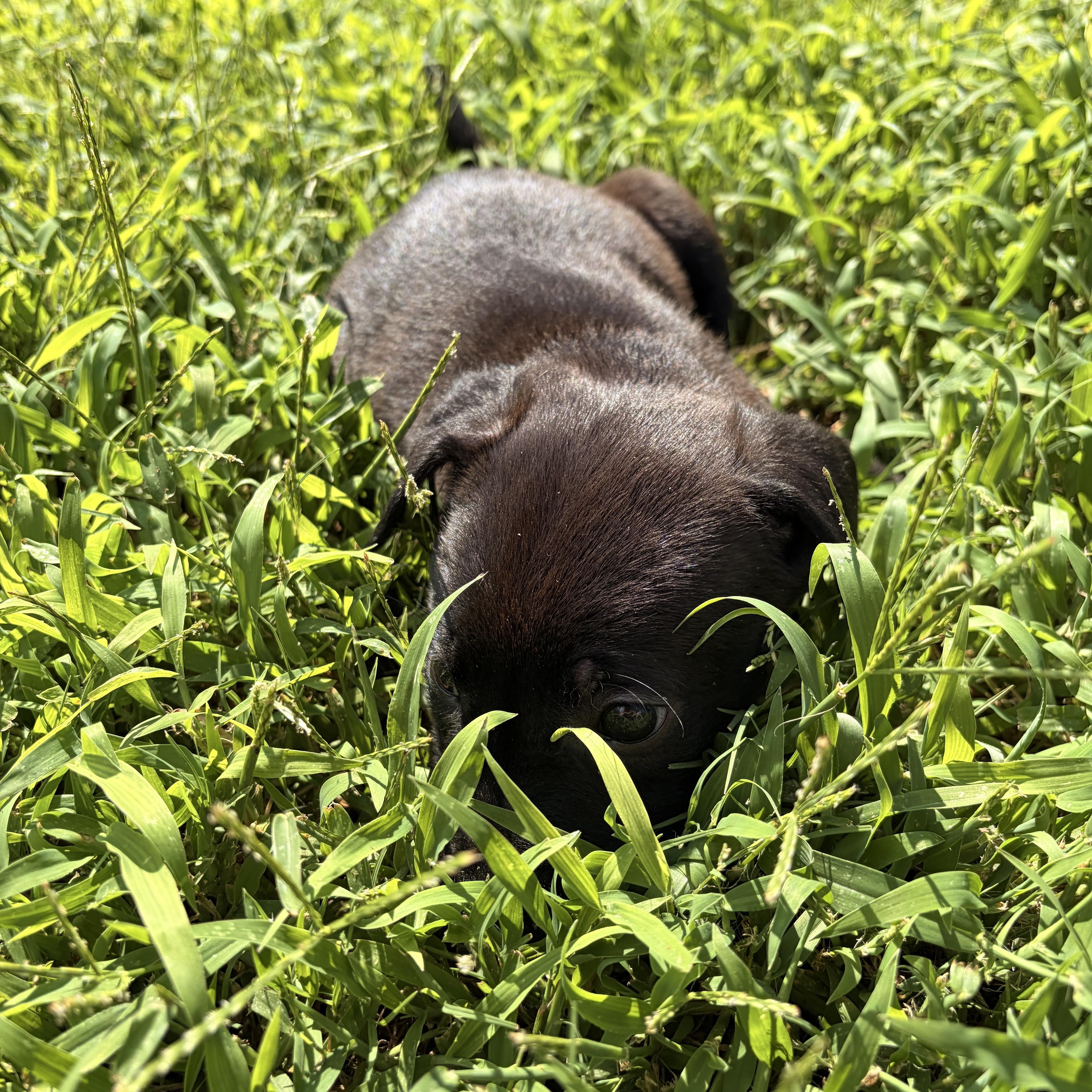 A baby medium-sized female Black Labrador Retriever dog named Pea for adoption in Rock Hill, SC