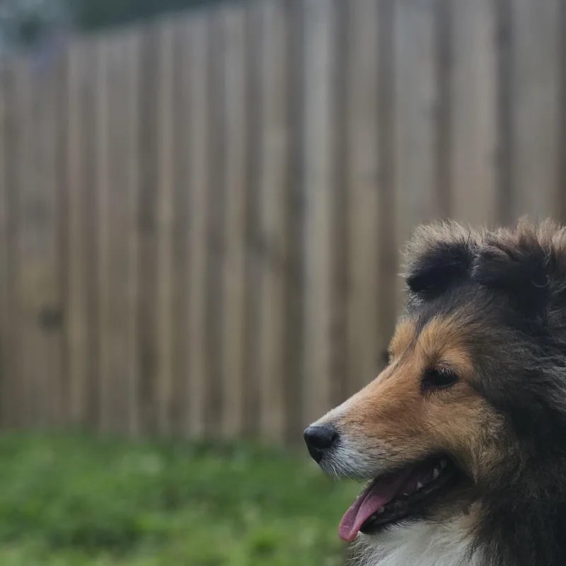 An adult small-sized female Sable Shetland Sheepdog / Sheltie dog named Julia for adoption in Ramsey, IN