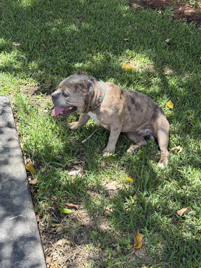 A young medium-sized male Bicolor American Bulldog dog named Bandit for adoption in Homestead, FL