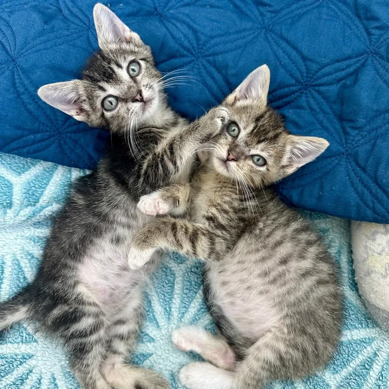 A baby small-sized male Brown / Chocolate Domestic Short Hair cat named Beach Day for adoption in Austin, TX