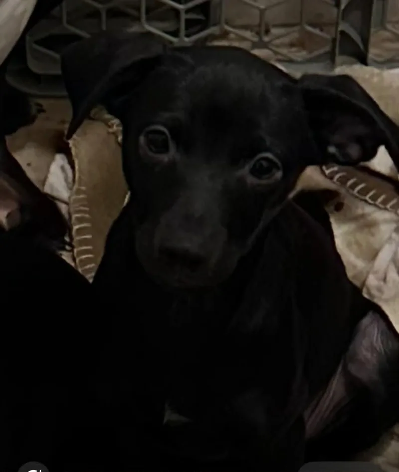 A baby small-sized female Black Miniature Pinscher dog named Diamond for adoption in Madera, CA
