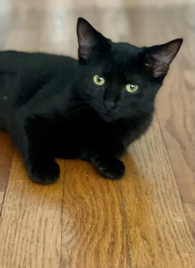 A young medium-sized female Bombay cat named Tomato for adoption in Flint Hill, VA