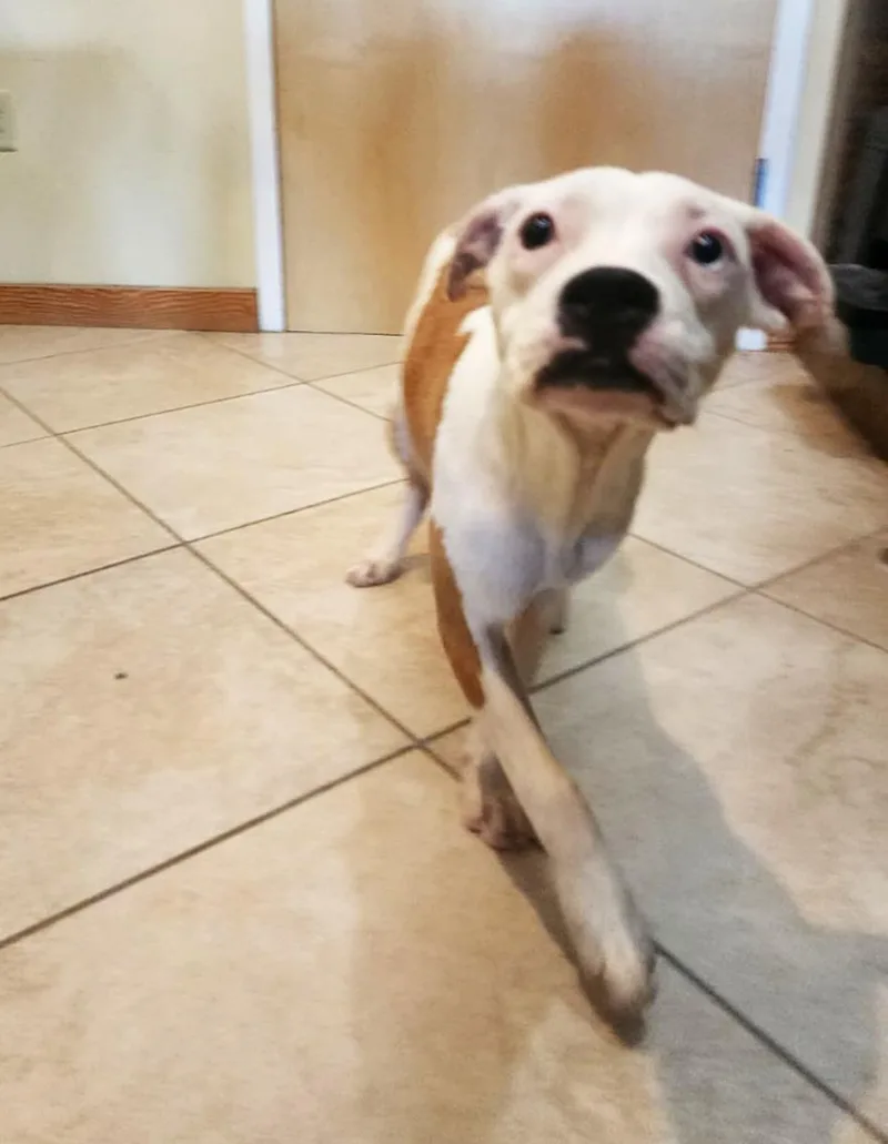 A baby medium-sized female Bicolor Terrier dog named Crepe for adoption in Slidell, LA