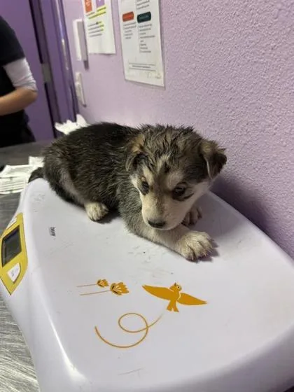 A baby small-sized male Gray / Blue / Silver Husky dog named Pongo for adoption in El Paso, TX