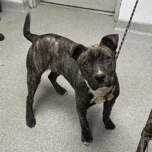 A young medium-sized male American Staffordshire Terrier dog named Todd for adoption in Lincolnton, NC