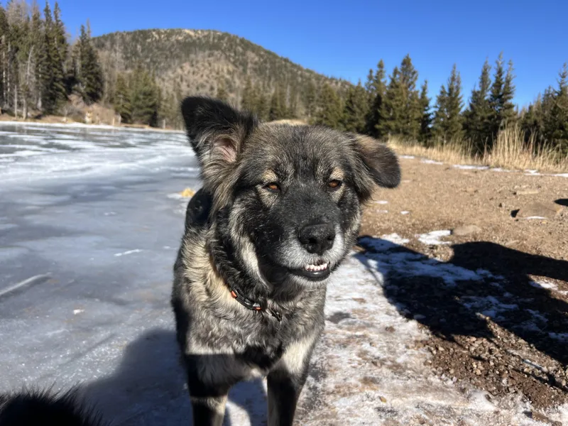 An adult large-sized female Sable Shepherd dog named Nina The Sweetheart for adoption in La Veta, CO