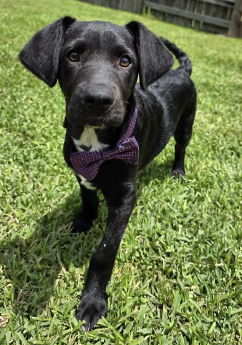 A baby medium-sized male Labrador Retriever dog named Crown for adoption in Allen, TX