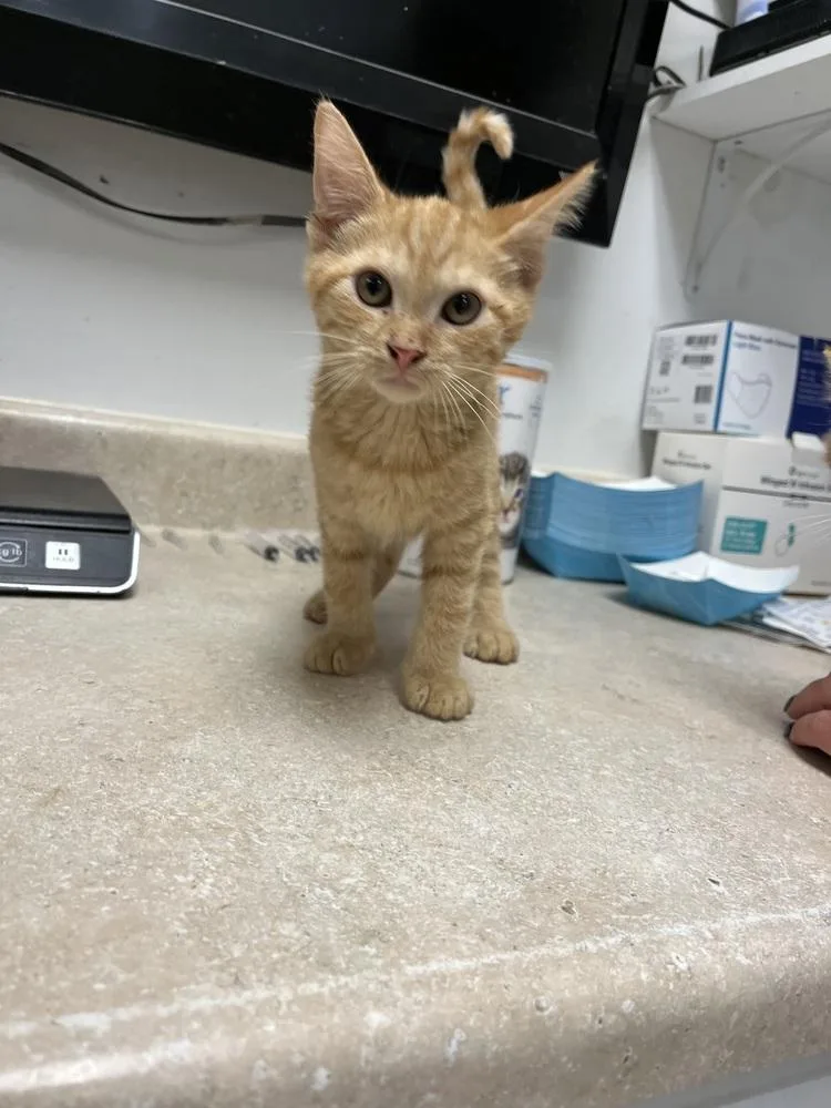 A young small-sized male Tabby (Orange / Red) Domestic Short Hair cat named Zander for adoption in Ontario, CA
