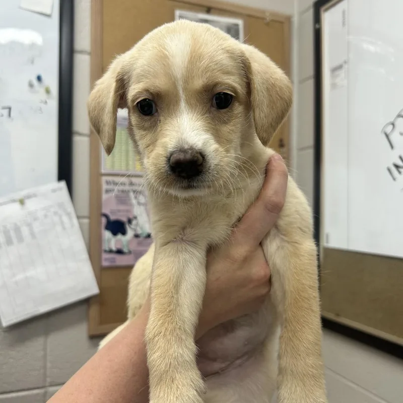 A baby small-sized female White / Cream Mixed Breed dog named Maple for adoption in Huntsville, AL