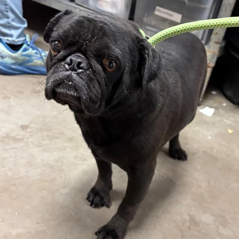 An adult medium-sized male Pug dog named Scotland for adoption in Yuma, AZ