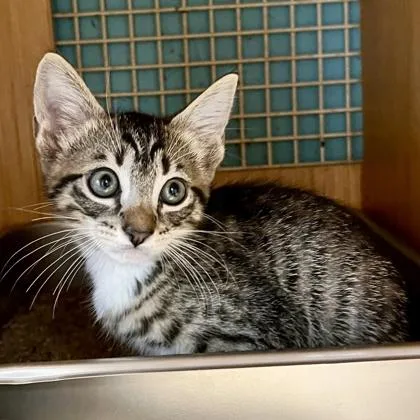 A baby small-sized male Domestic Short Hair cat named Pono for adoption in Honolulu, HI