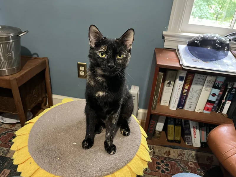 A young medium-sized female Tortoiseshell Domestic Short Hair cat named Shelia for adoption in Fairfax, VA
