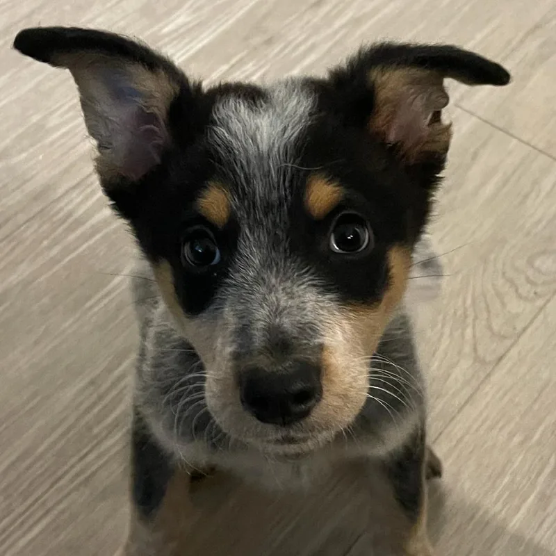 A baby medium-sized male Black Australian Cattle Dog / Blue Heeler dog named Kobe for adoption in Austin, TX