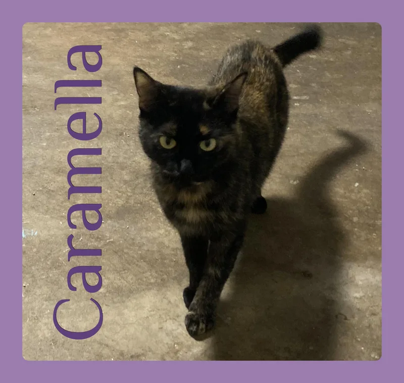 A young medium-sized female Tortoiseshell cat named Caramella for adoption in Lawton, OK