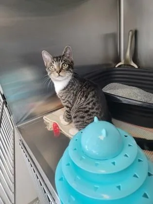 A baby small-sized male Domestic Short Hair cat named Air Fryer for adoption in Fergus Falls, MN