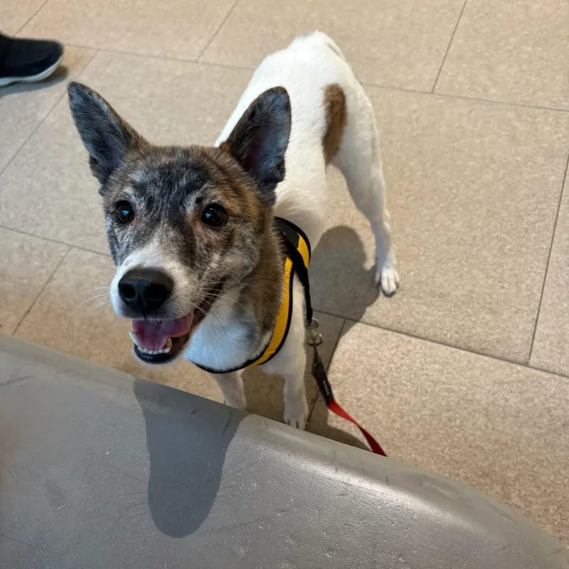 A young small-sized male Terrier dog named Pocky for adoption in Duluth, GA