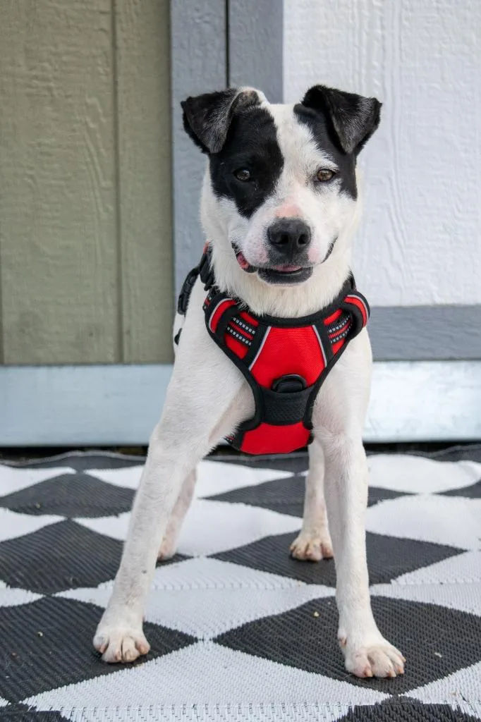 A baby medium-sized male Mixed Breed dog named Cruize for adoption in Savage, MN