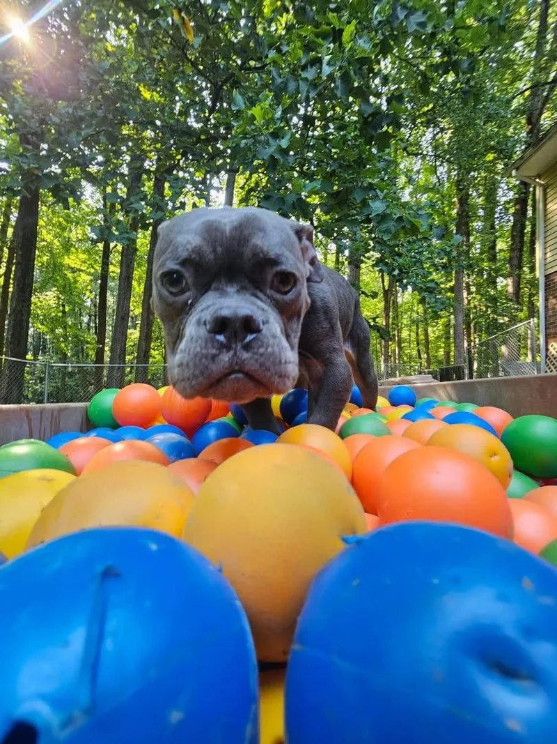 A young medium-sized male American Bulldog dog named Gizmo for adoption in Columbia, MD