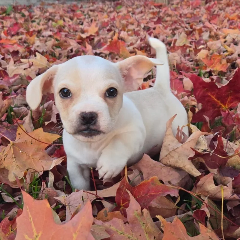 A baby small-sized male White / Cream Mixed Breed dog named Huxley for adoption in Naperville, IL