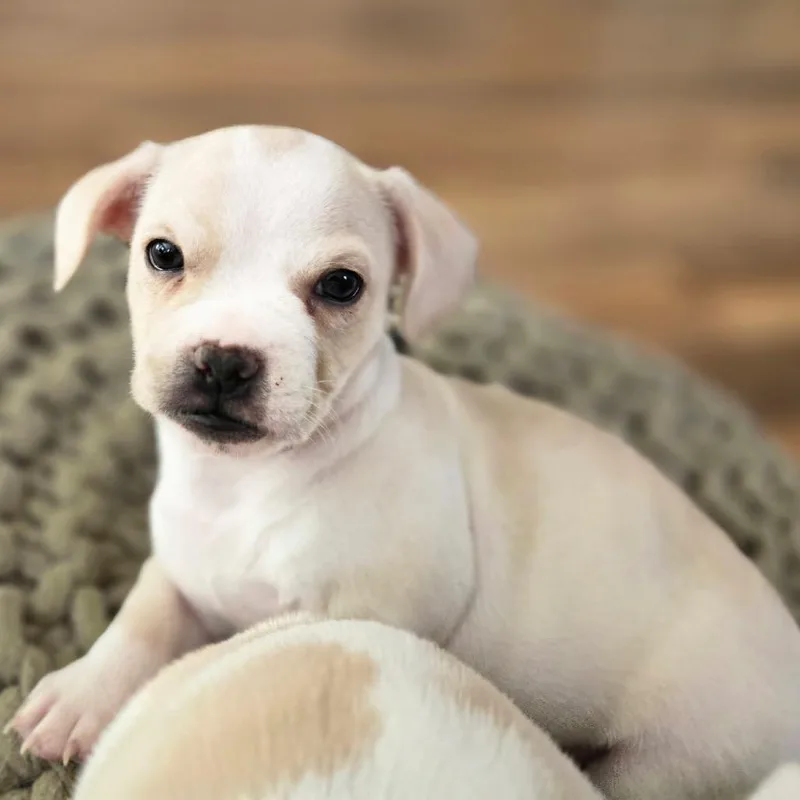 Huxley thumbnail 3