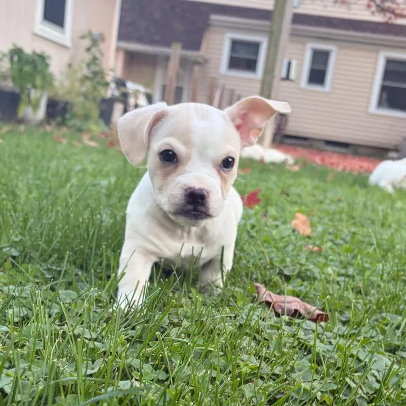 Huxley thumbnail 5