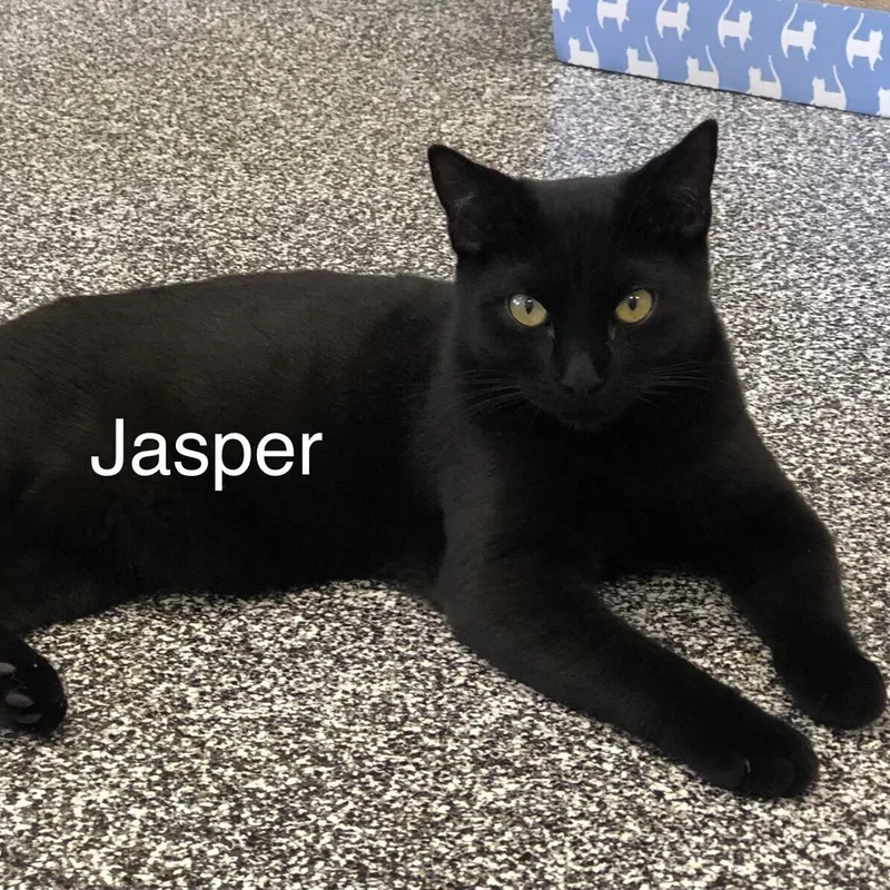 Jasper