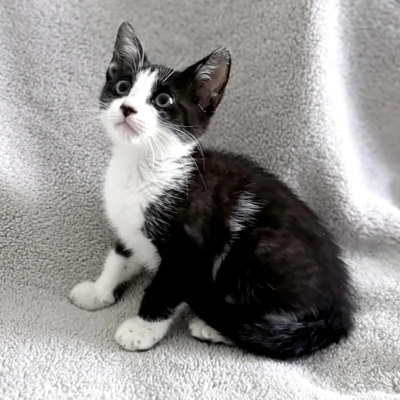 A young medium-sized female Black Domestic Short Hair cat named Crystal for adoption in Parkland, FL