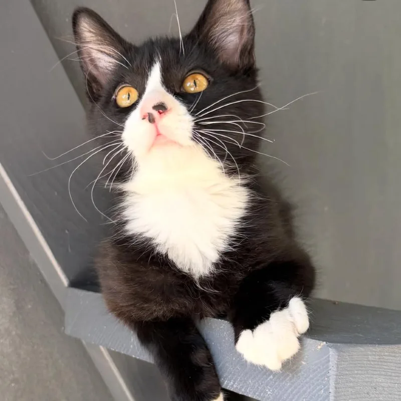 A baby small-sized male Black Domestic Short Hair cat named Pierce for adoption in Yucca Valley, CA