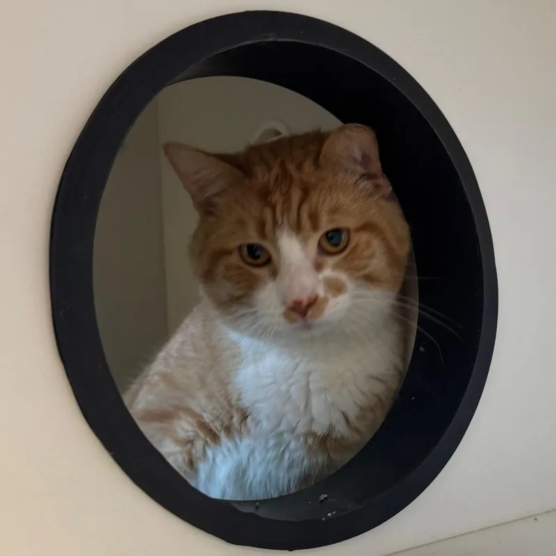 An adult large-sized male Orange / Red Domestic Short Hair cat named Dapper for adoption in Easton, PA
