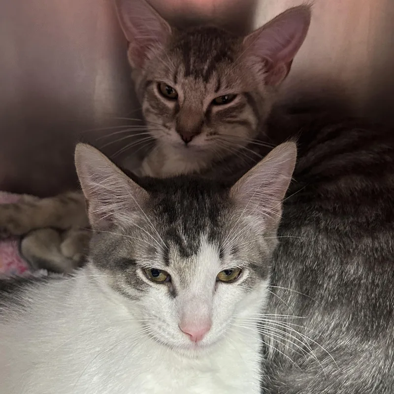 A baby medium-sized male Domestic Short Hair cat named Holly & Hugo for adoption in Clifton, NJ