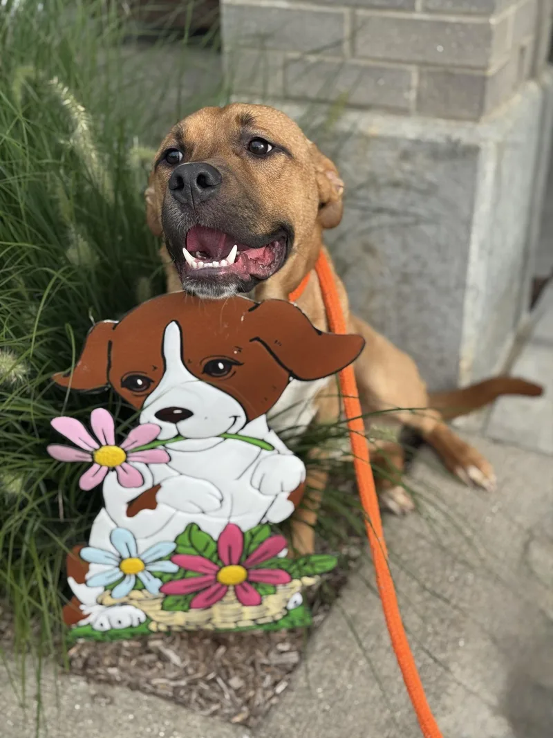 A young medium-sized male Brown / Chocolate American Staffordshire Terrier dog named Cruz for adoption in Benton Harbor, MI